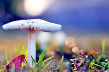 褪黑素能否治疗抑郁症